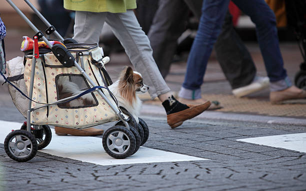 Best Dog Stroller